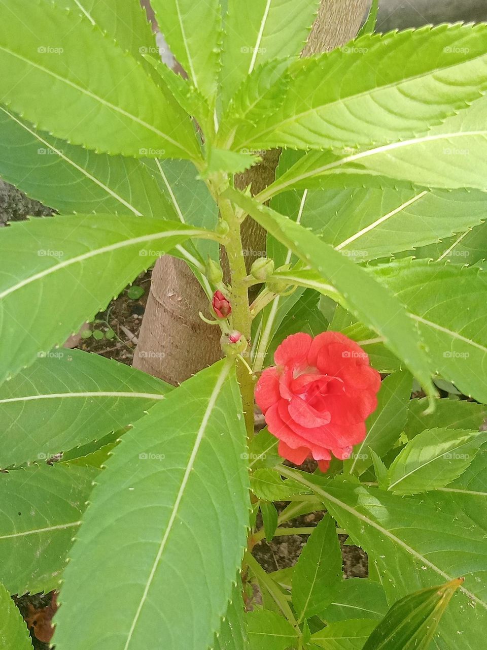 ravarma  Green leafs, Red flower, Red green
