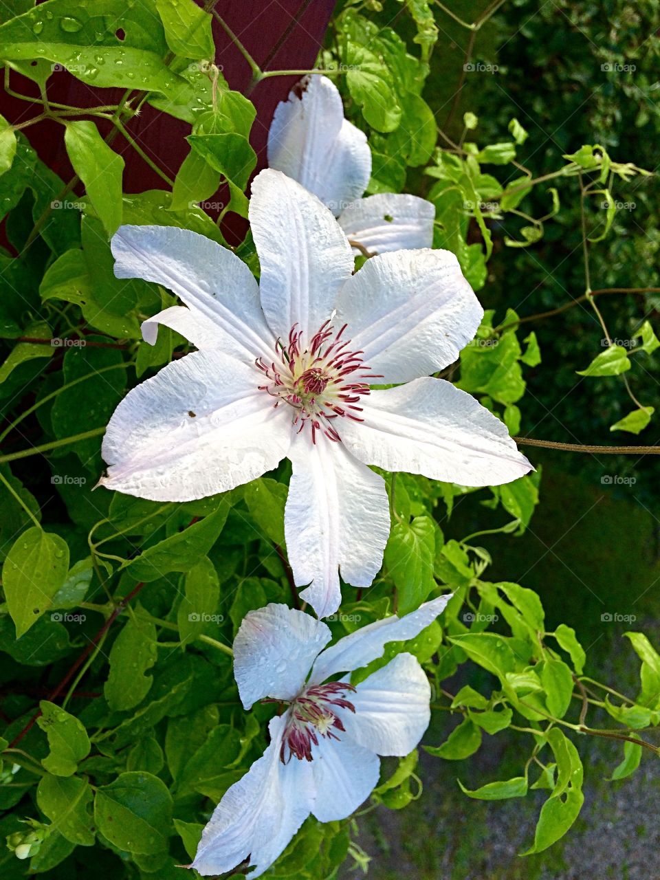 Clematis
