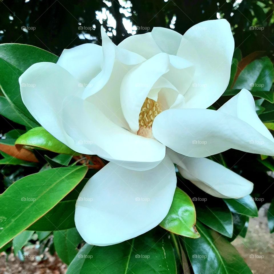Magnolia grandiflora