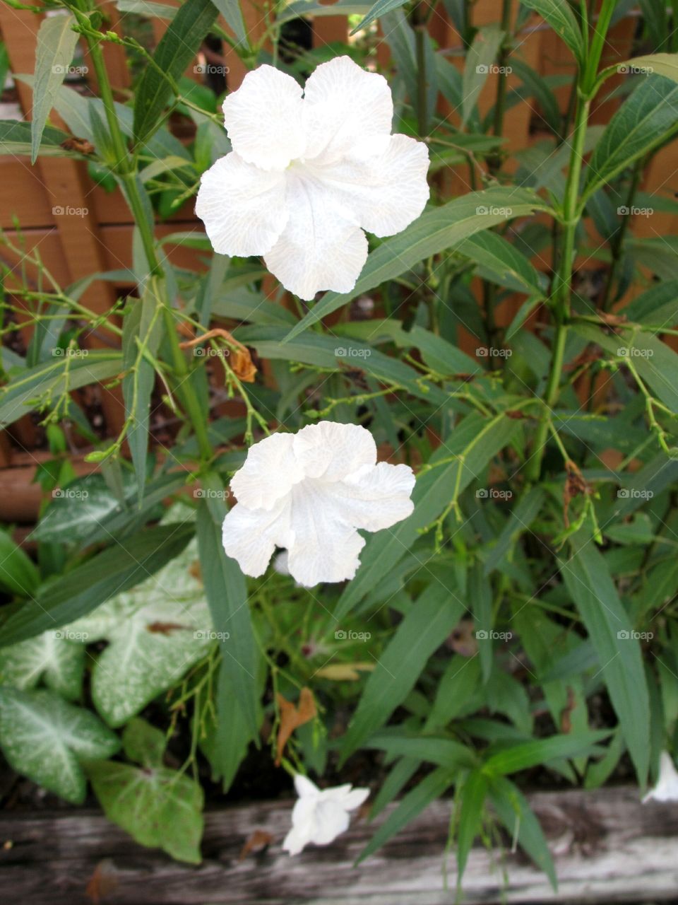 Trio of white flowers. Three delicate white flowers