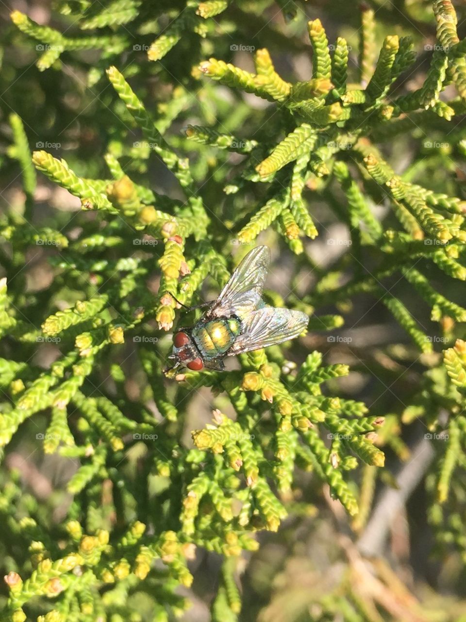 Macro shot of green head fly in evergreen