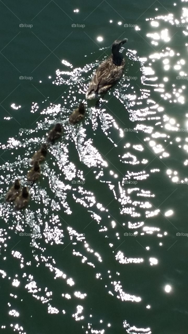 mother and her ducklings