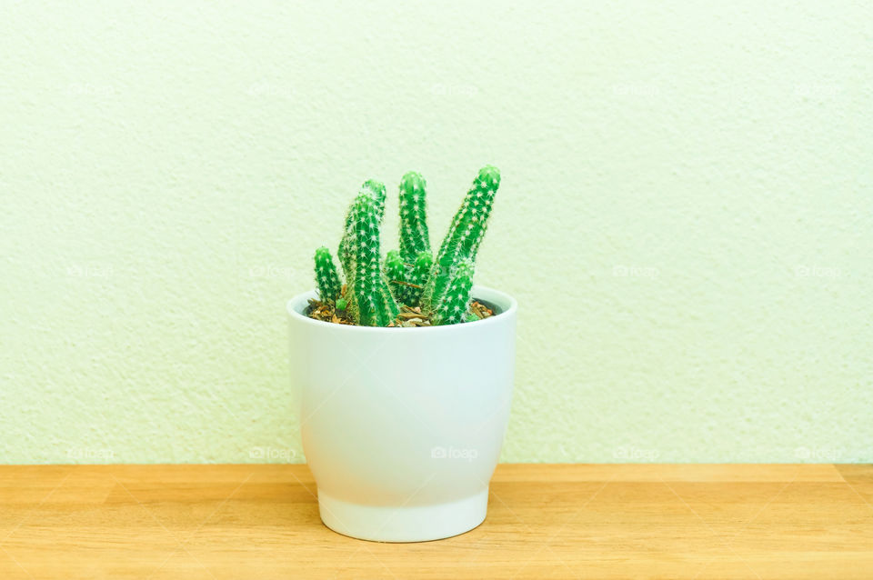 Cactus in pot on gray background with copy space 