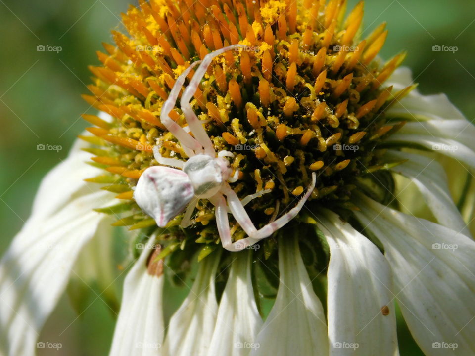weisse Spinne auf der Echinacea