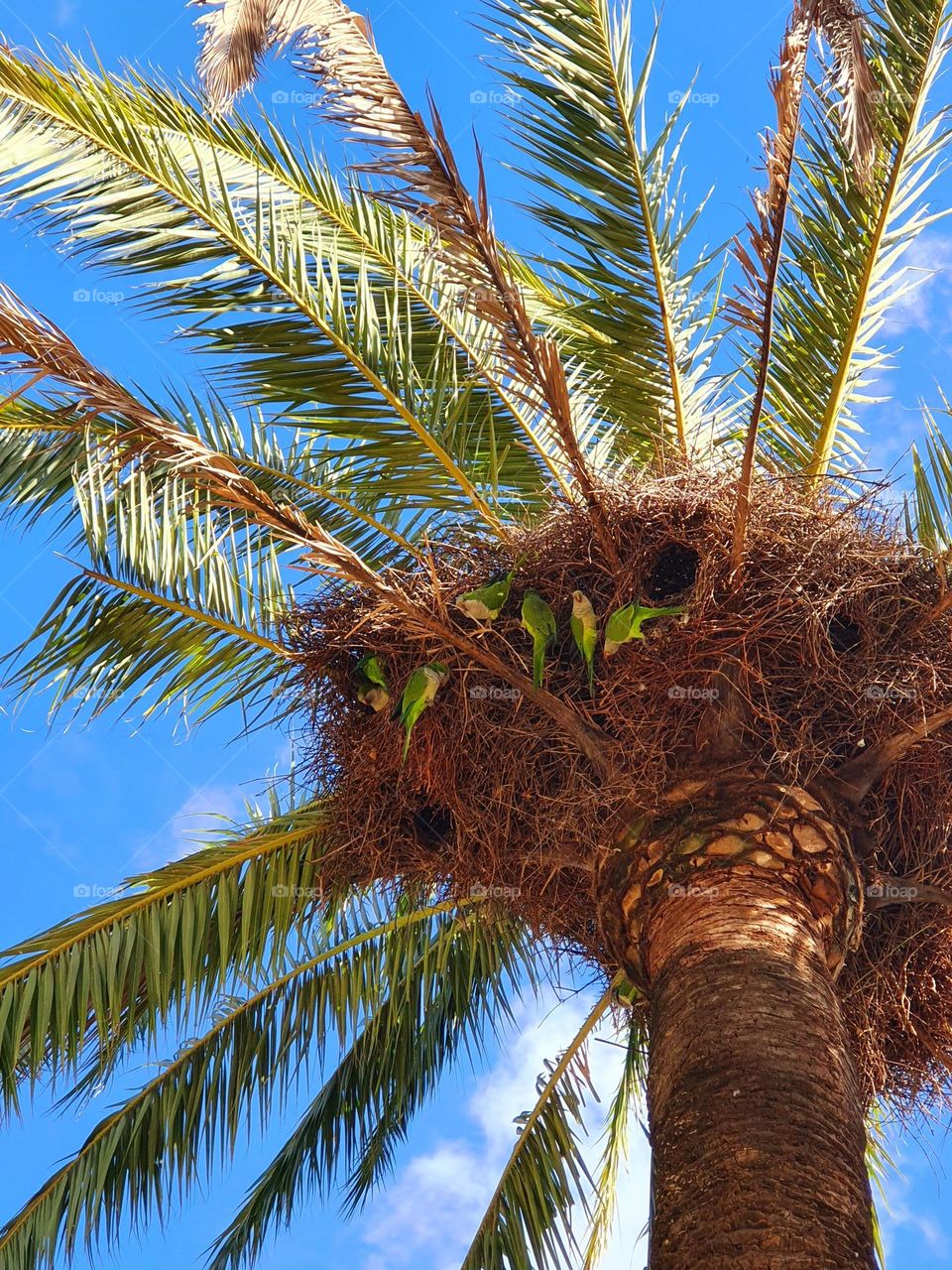 Parakeets on palm tree under a bright blue sky in Güell park