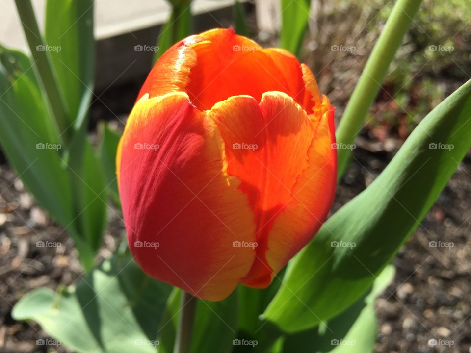 Orange tulip