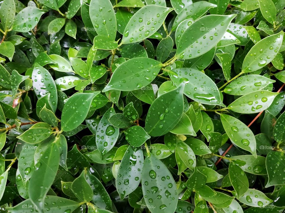 After the rain, there were small drops of water on the green leaves.