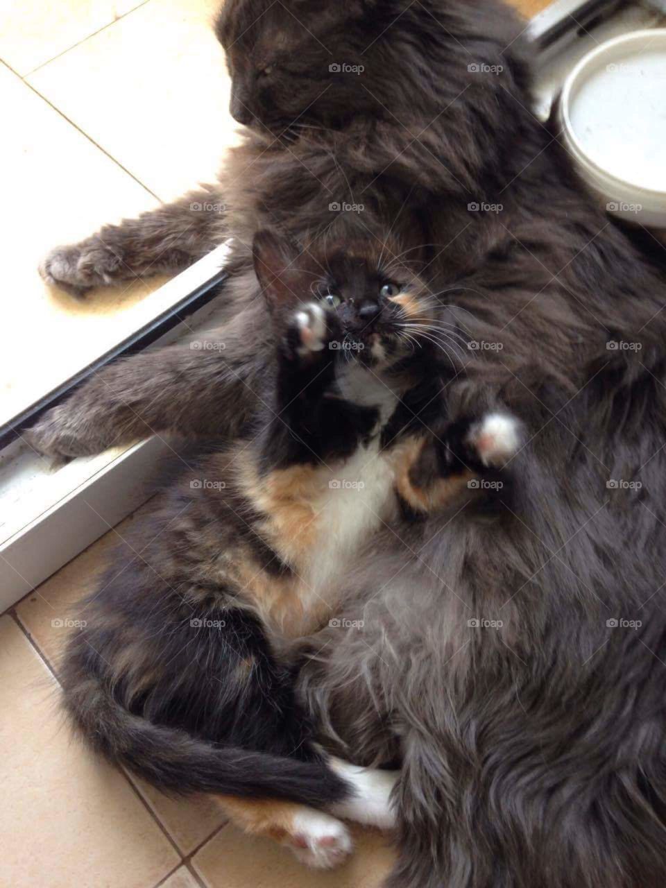 Mammal, Cute, Animal, Pet, Fur