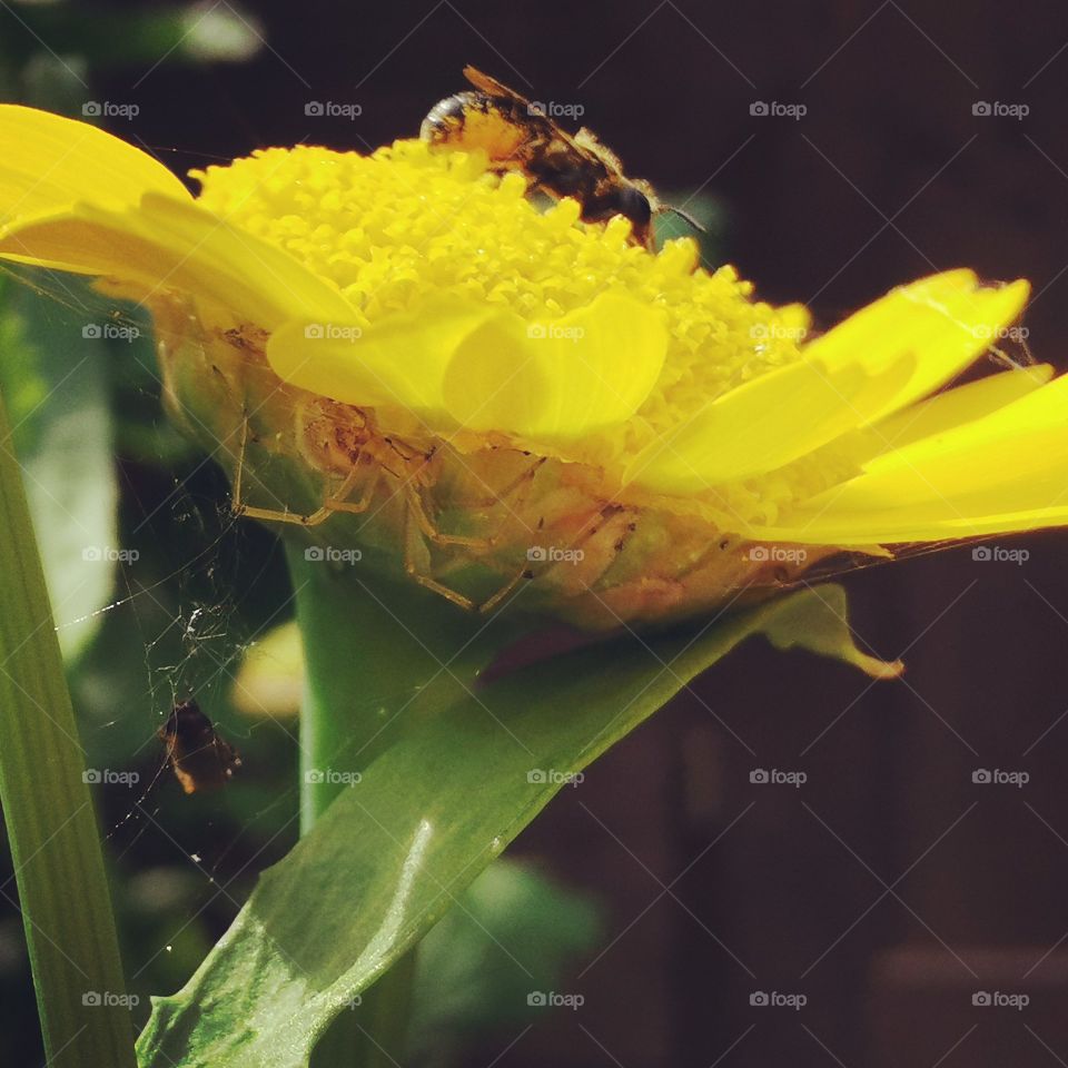 Leben unter der Blüte