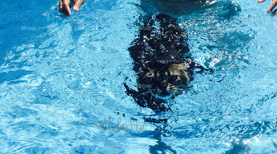 Swimming cat 