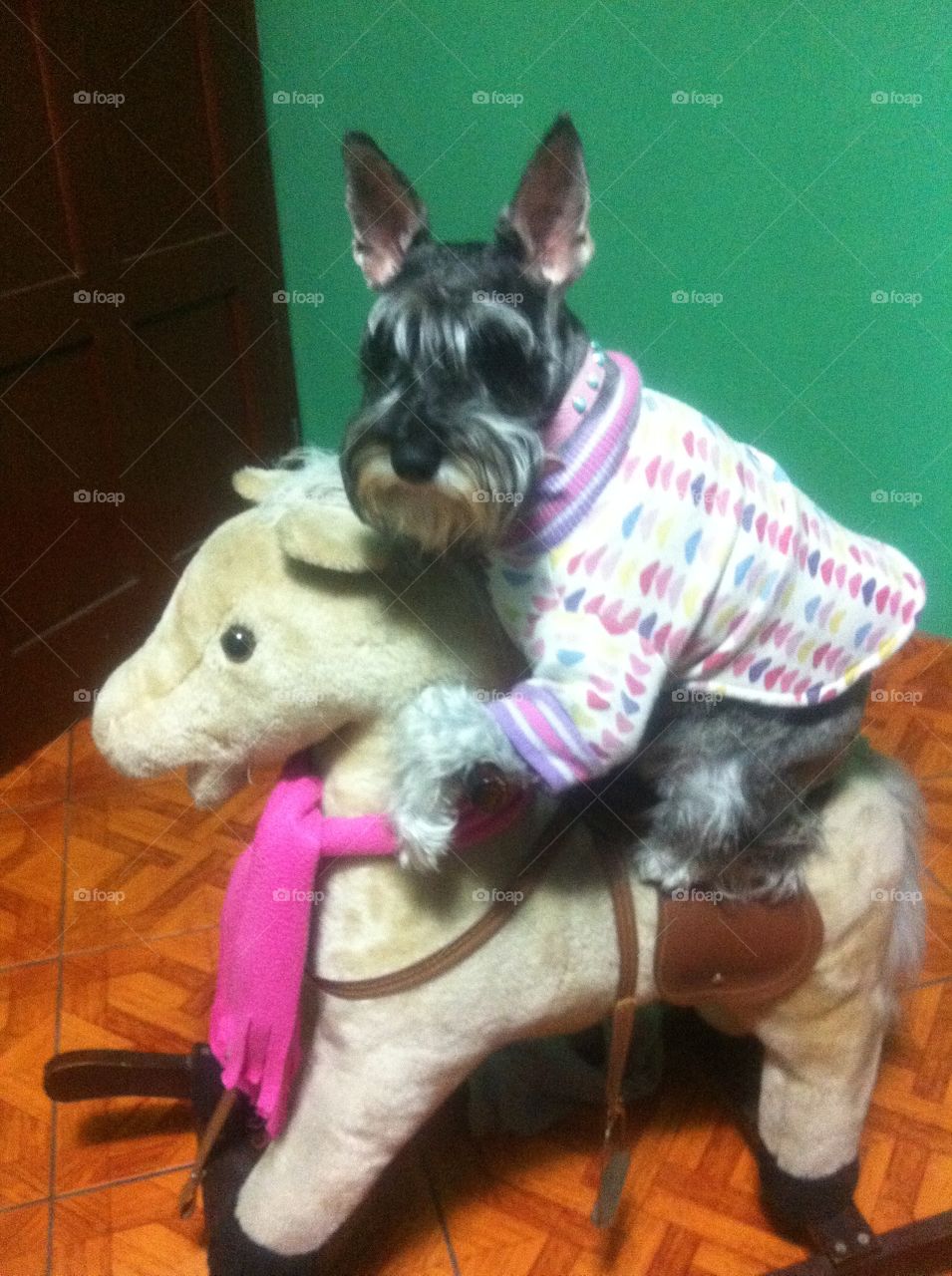 Yokita. Little Schnauzer and little horse