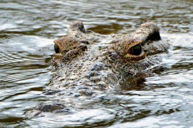 crocodile