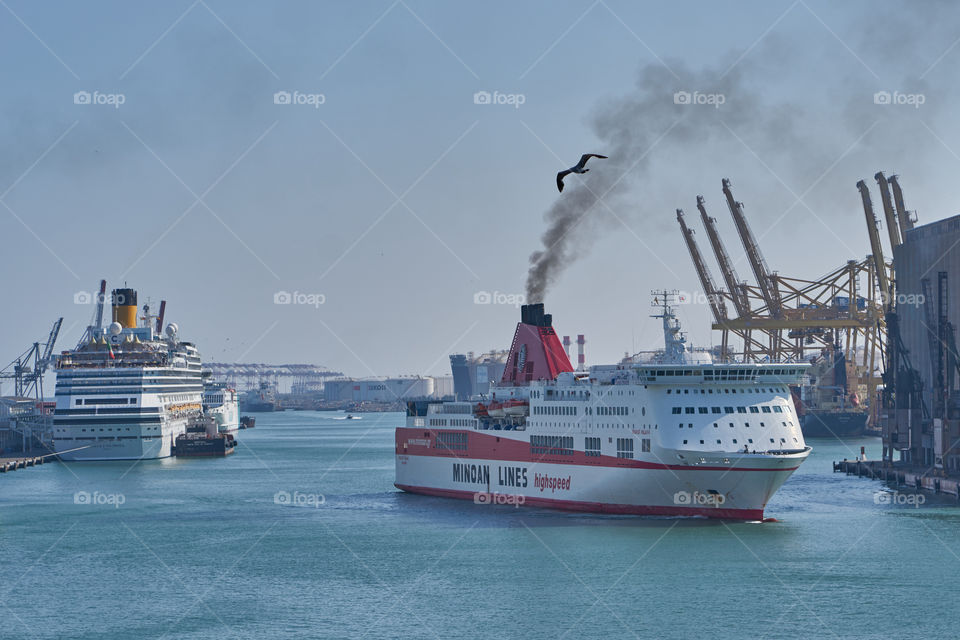 Seagull receiving a cruise 