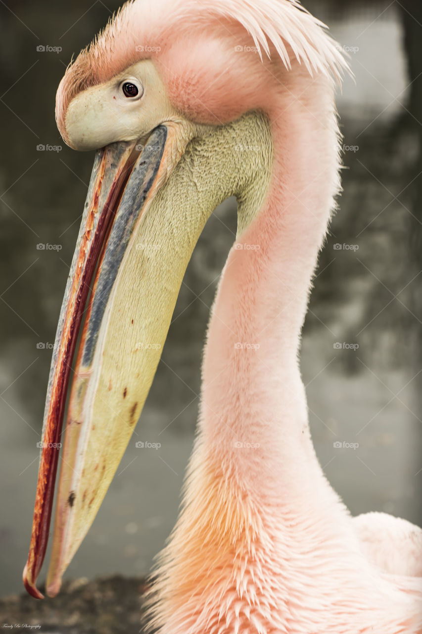 Pink pelican