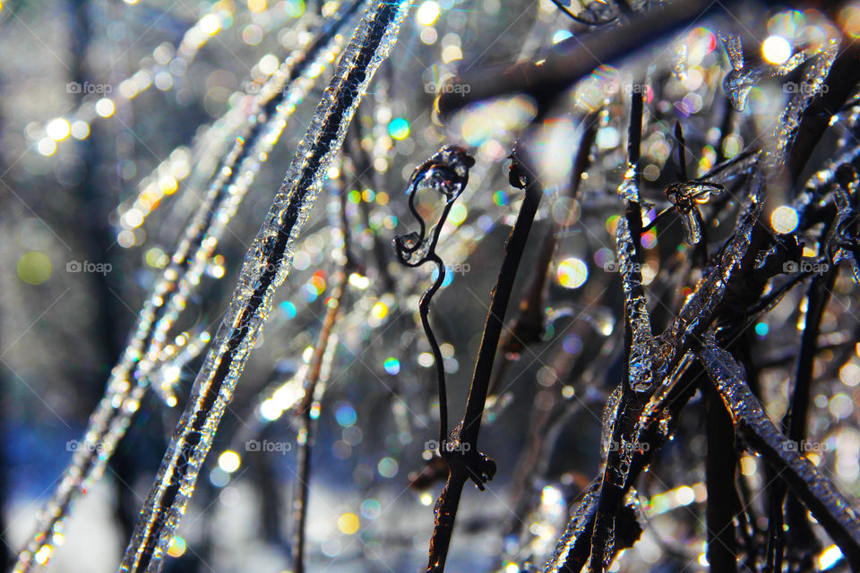icy wild grape vines