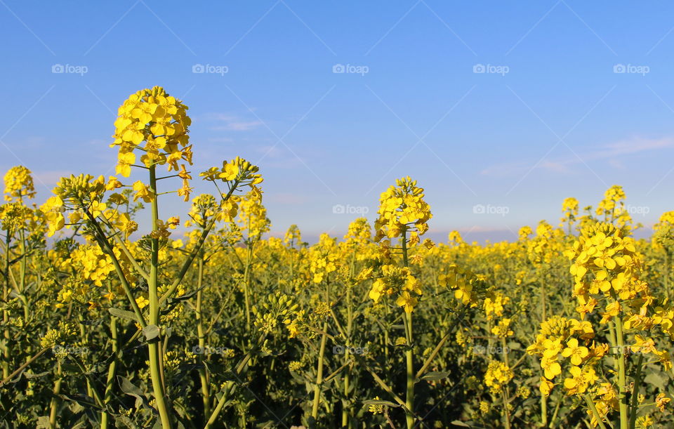 Rape blossom, Skåne, Sweden