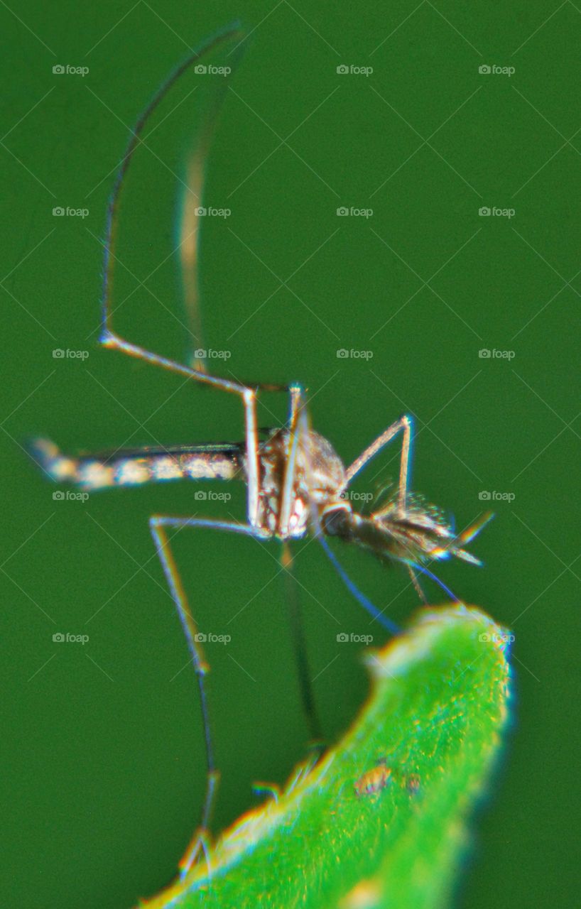 insect mosquito