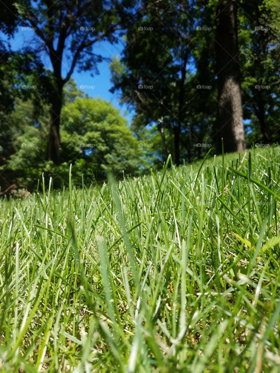 Fresh green grass and trees in summer