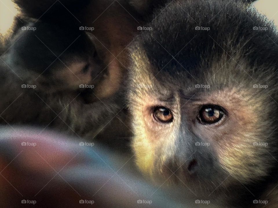 Intensely curious Black Capuchin monkey with family at dawn, acclimated to humans at Iguazu Falls National Park,Argentina 