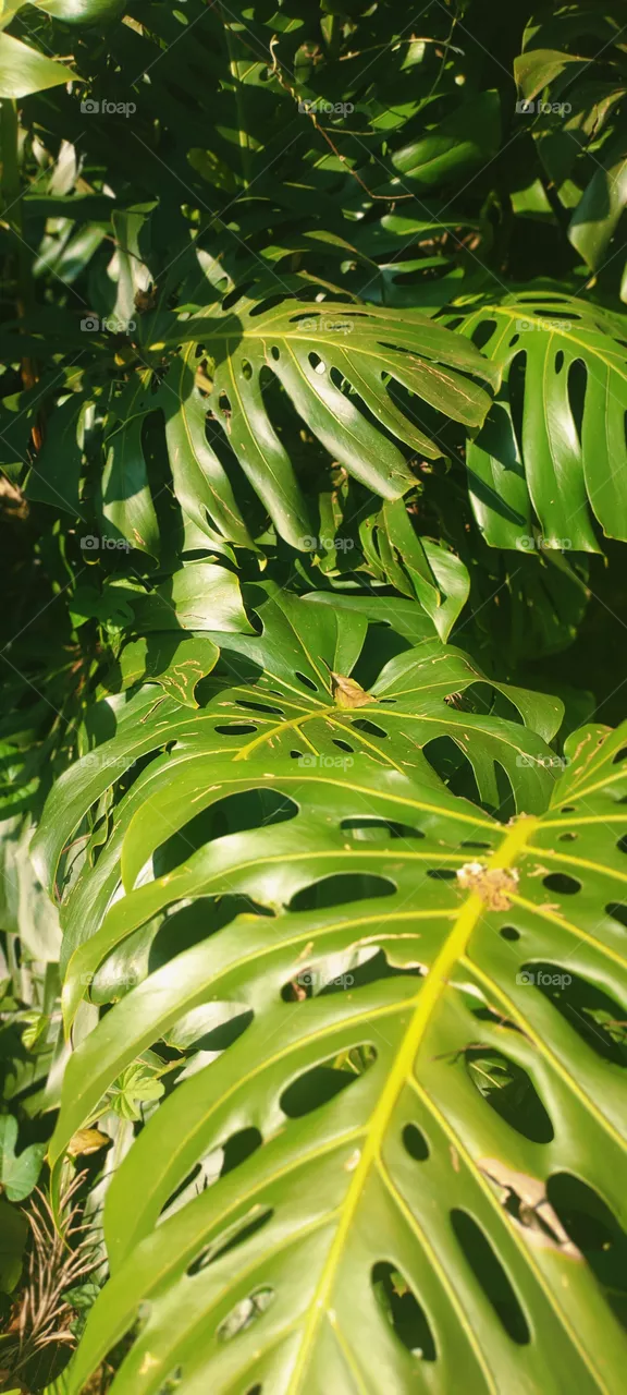 tropical green leaf background