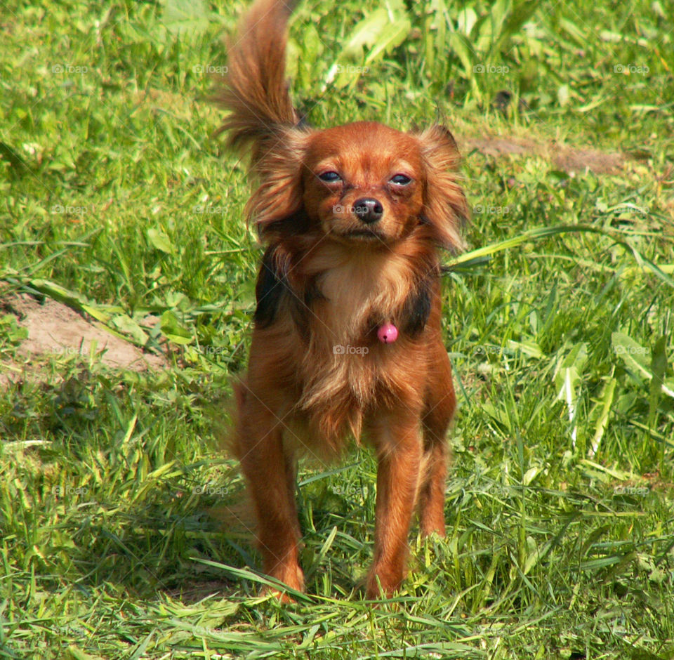 brown dog