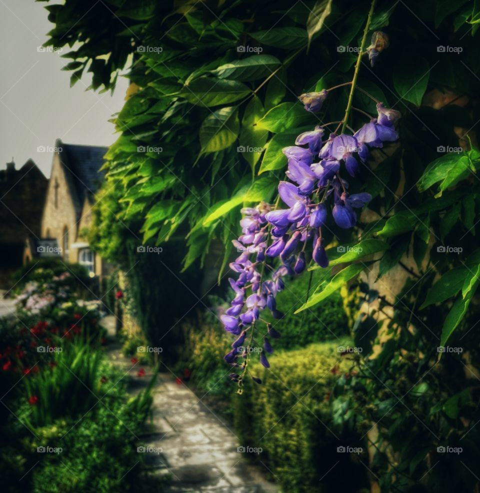 Cottage. Cotswolds