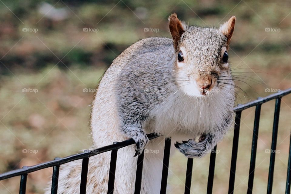 Squirrel portrait 