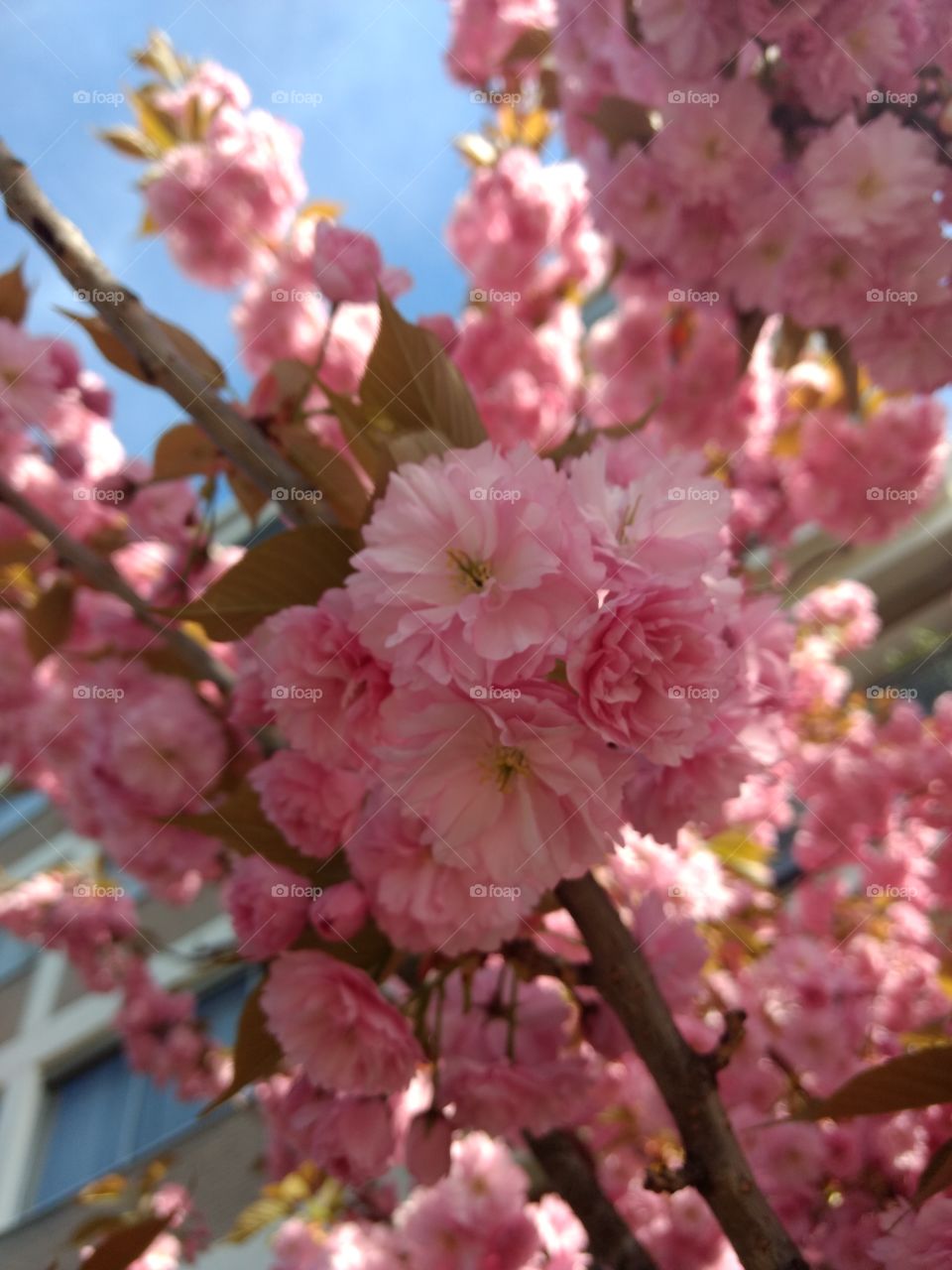 close-up cherry blossom cluster