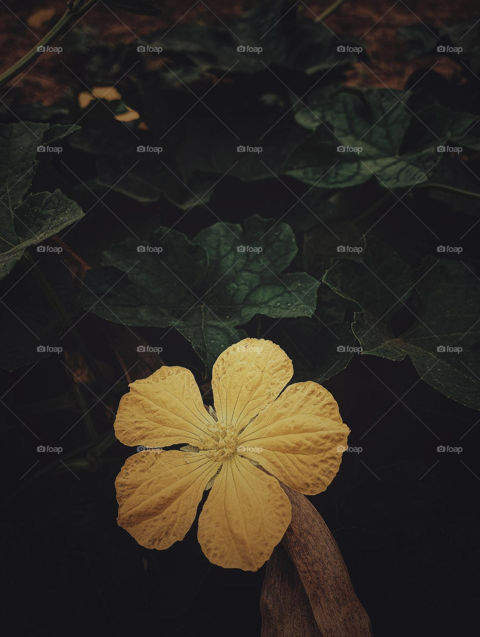 # flower image# flower photo# flower picture