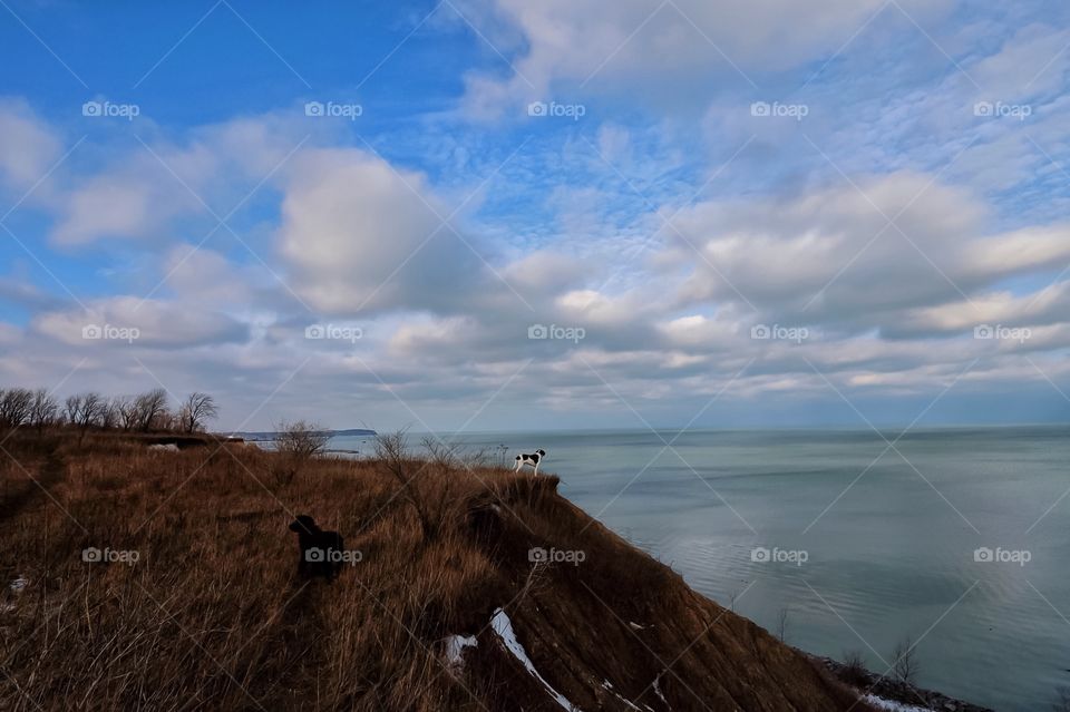 Two dog standing on mountain