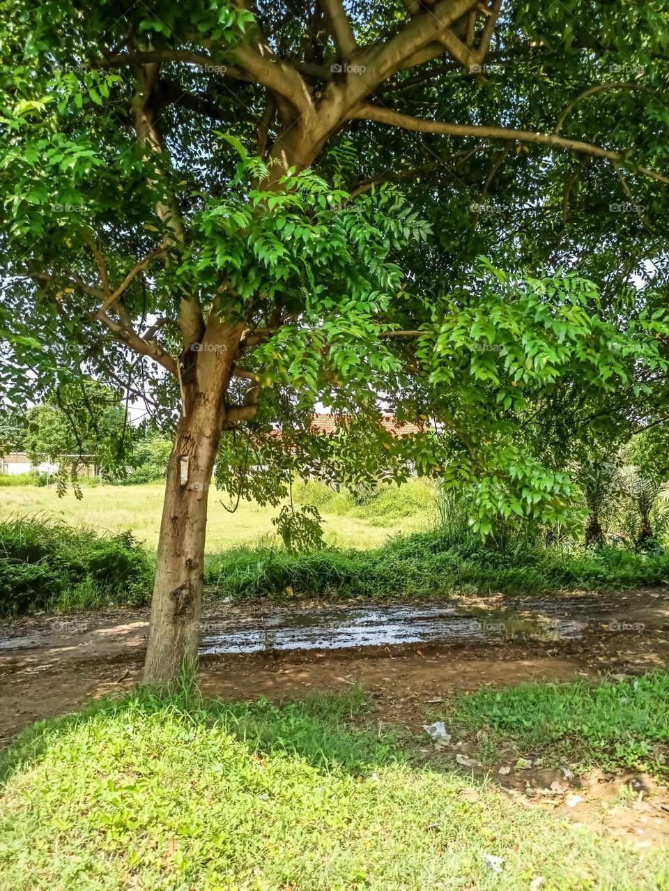 cozy greenery environment