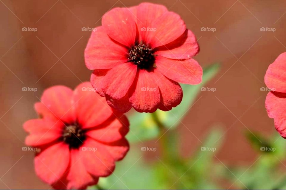 Red flowers