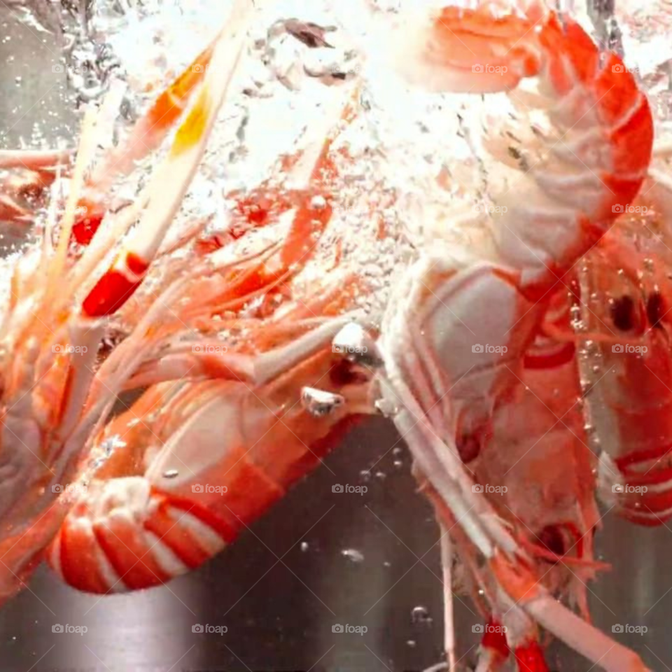 tiger prawns in water