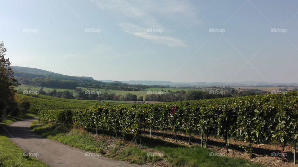 Weinberge Neuenstein