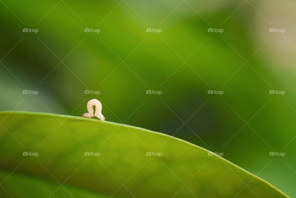 little warm in a green leaf