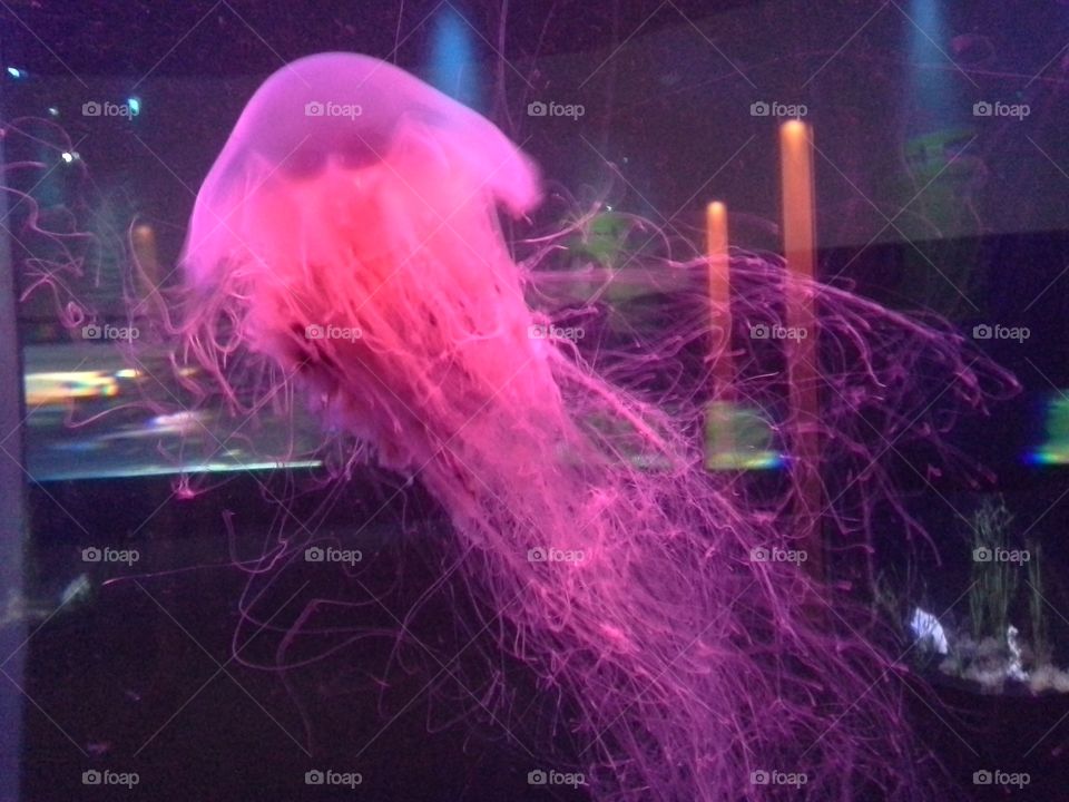 jellyfish. aquarium