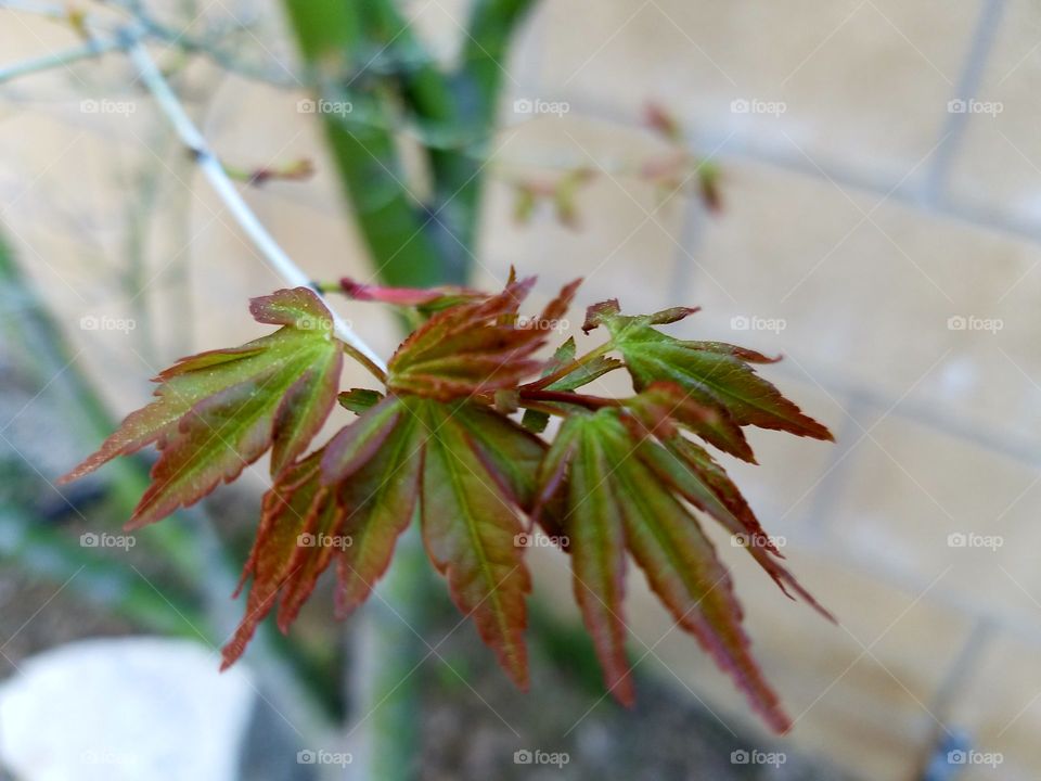 Japanese maple tree