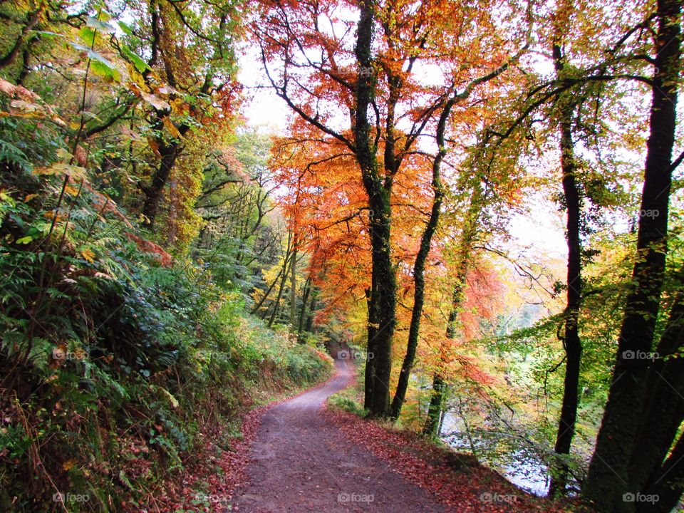 View of footpath through autumn forest