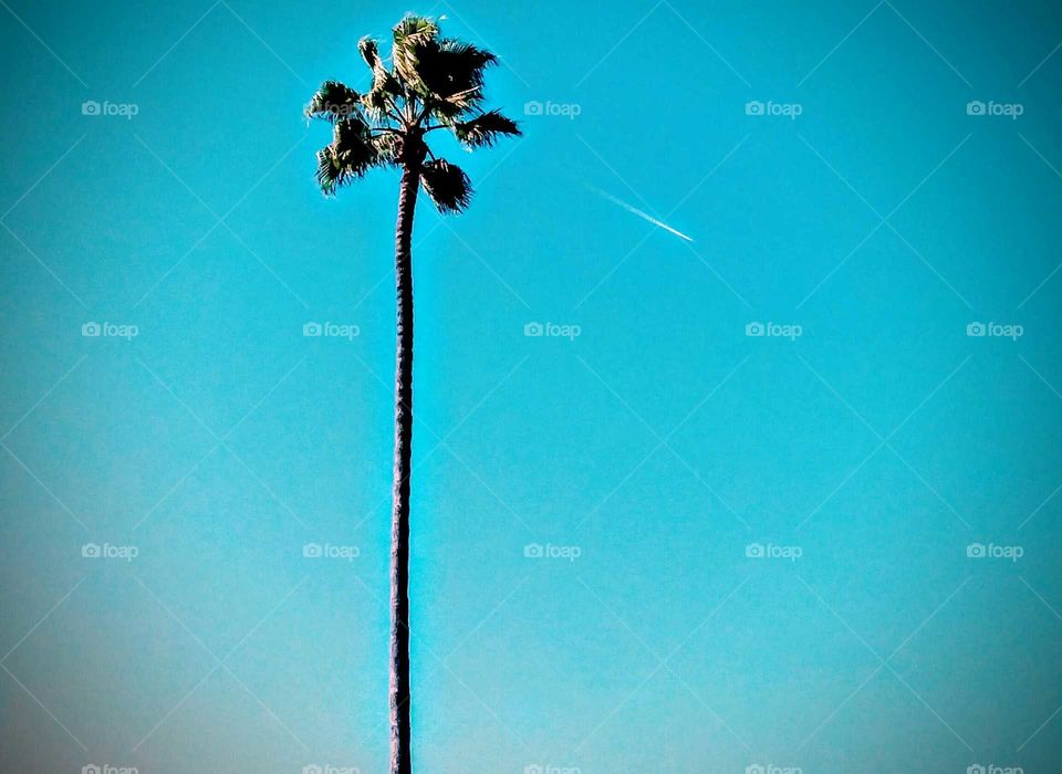 Lone Palm Tree  (filter)