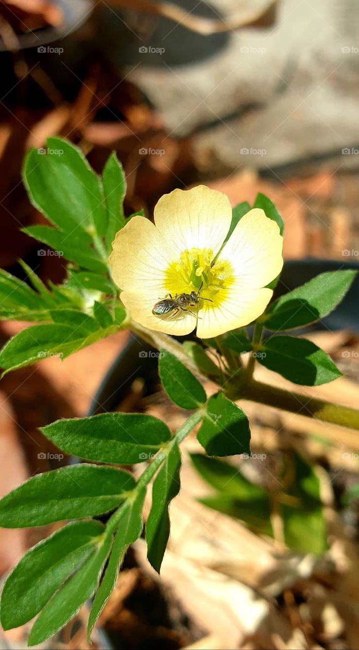 Beautiful wild flower with a small visit insipt