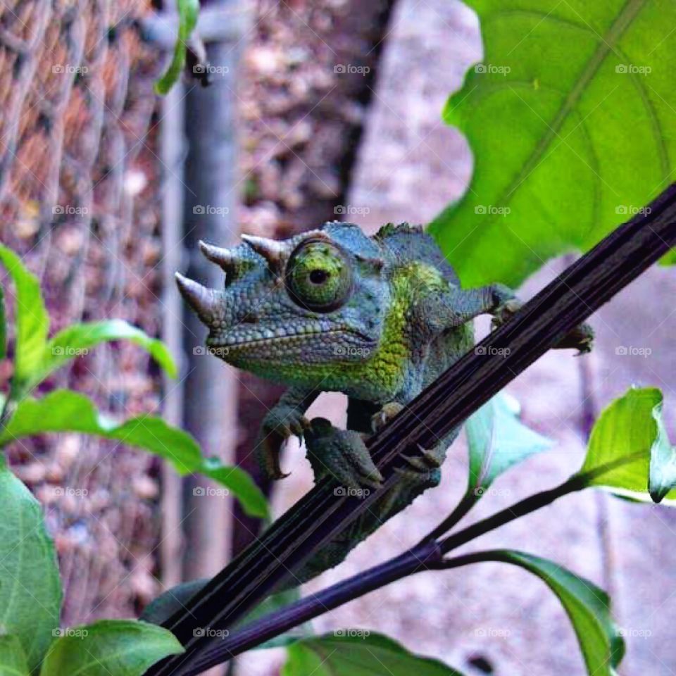 Chameleon in Hawaii 