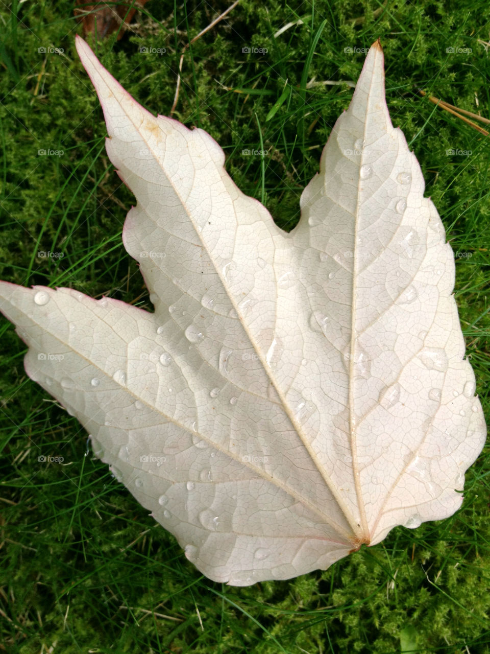 leaf autumn rain drops by carina71