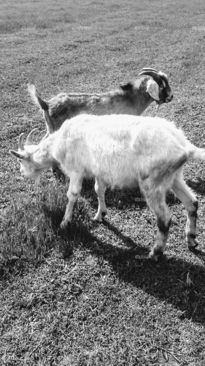 Two Goats Heart Beat as One