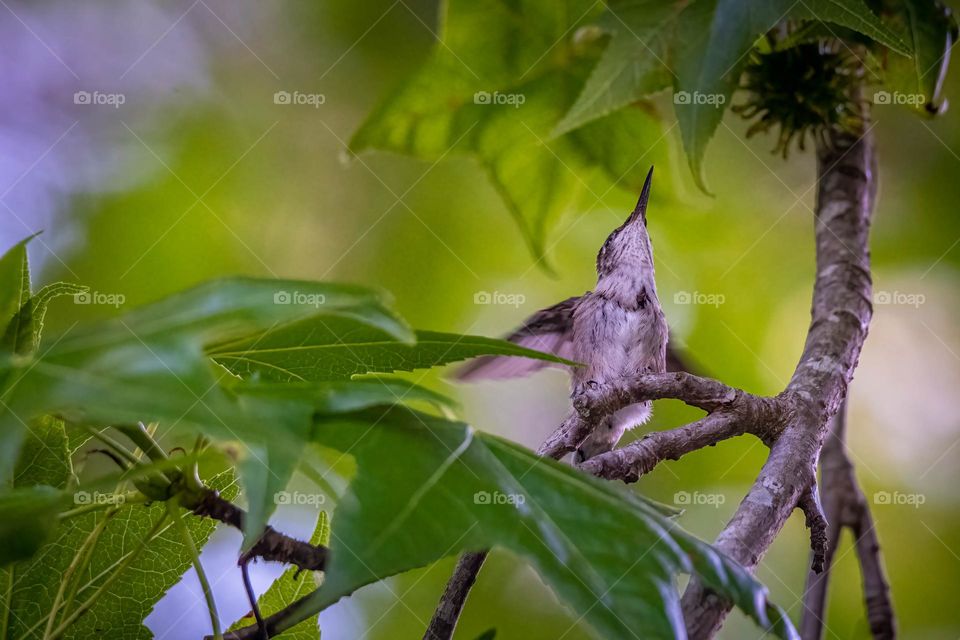 A baby Ruby-throated hummingbird has just left the nest and is warming up its wings for a longer flight. 