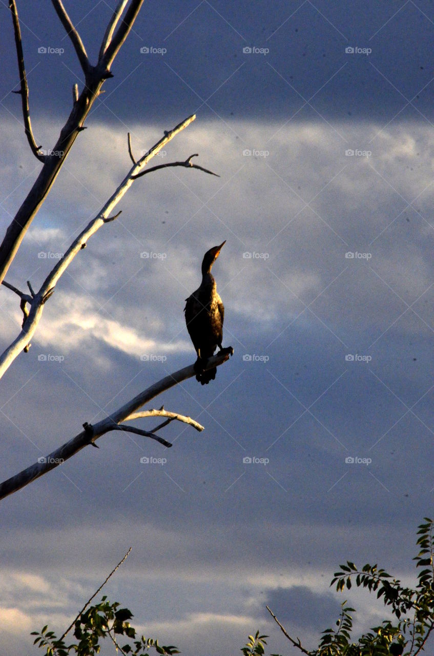 Cormorant Nesting grounds