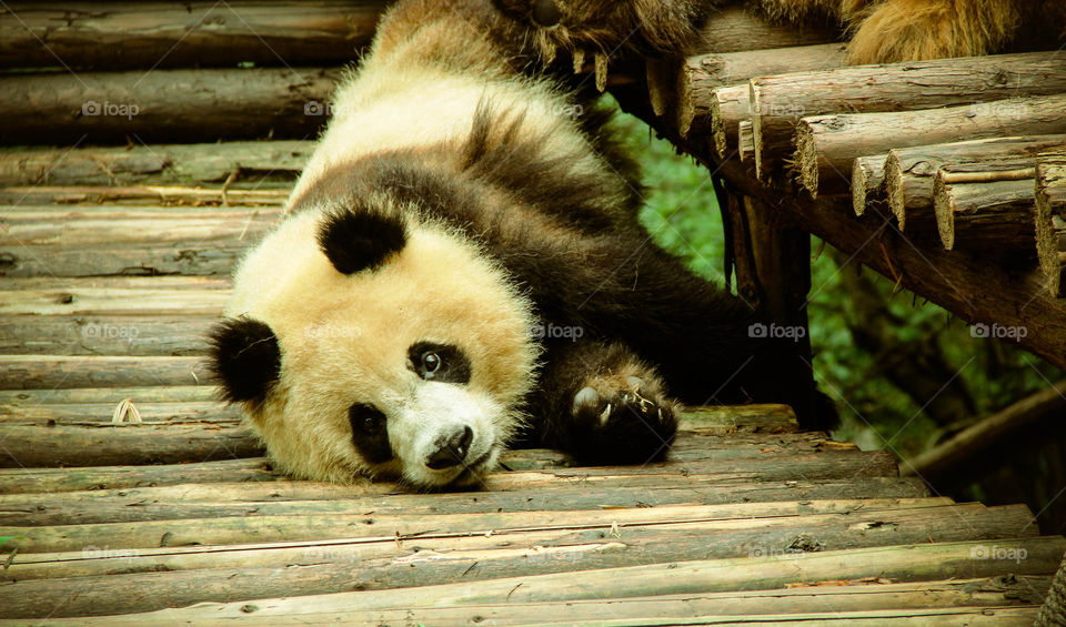 Cute and adorable panda 