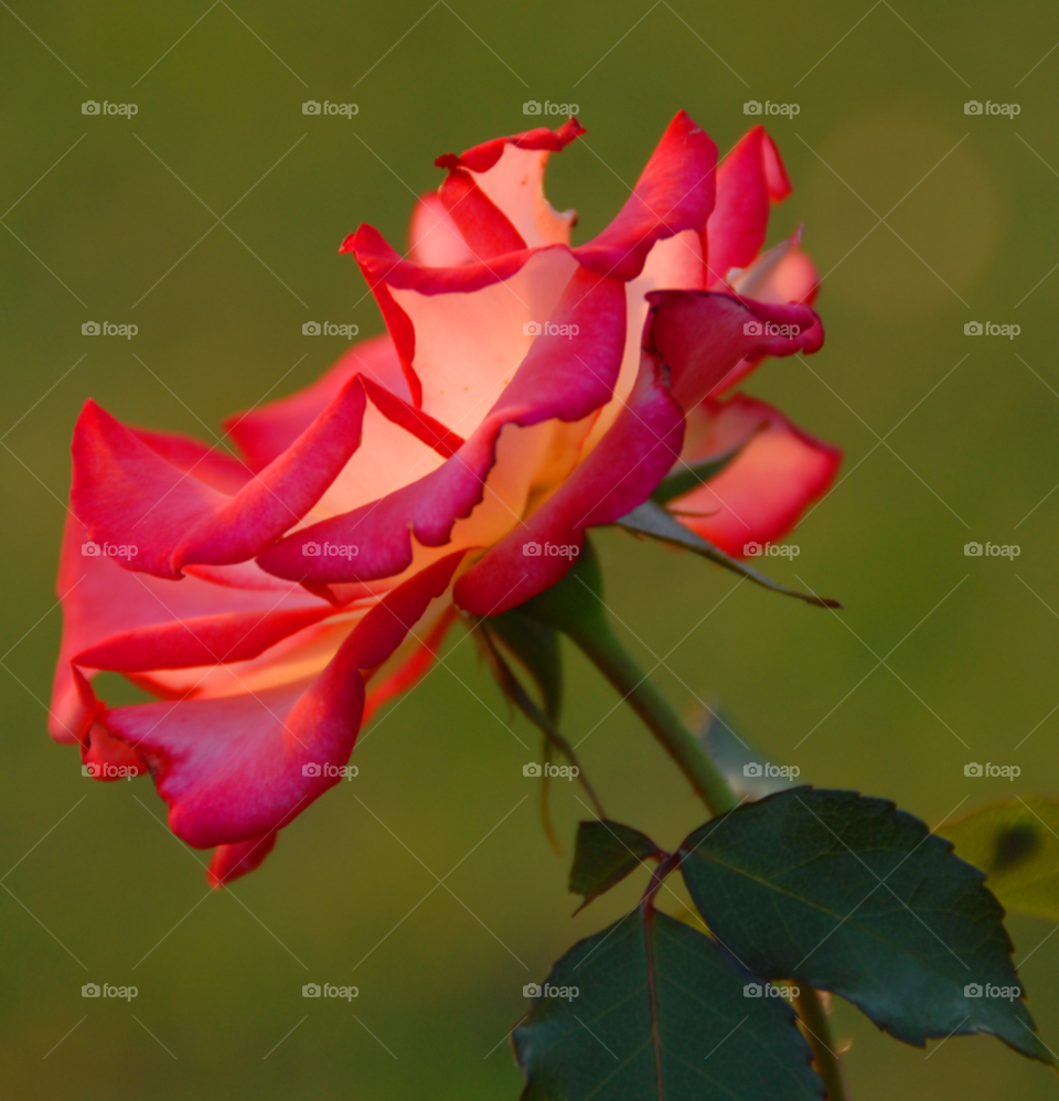 flower rose pink and white rosé grandiflora by lightanddrawing