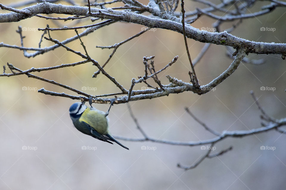 Local wildlife - bird, Blue tit,Sweden