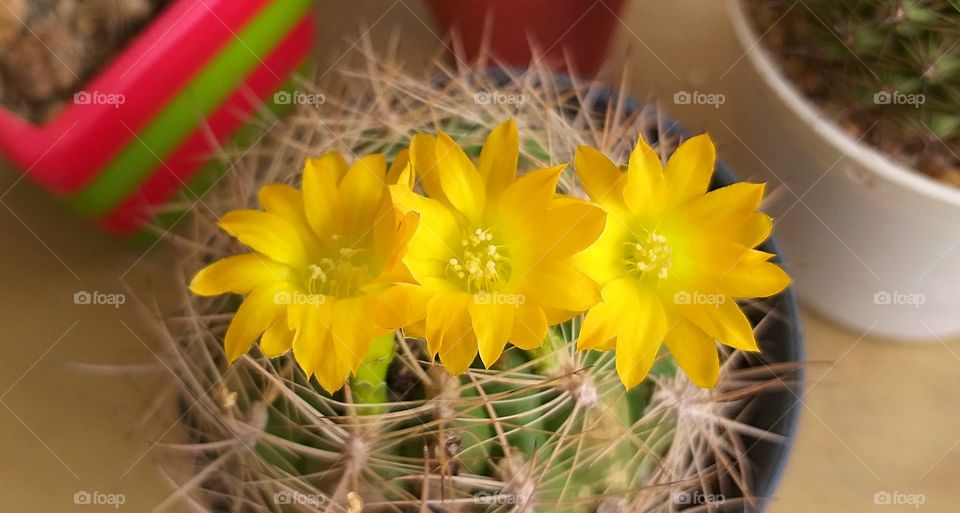 cactus flower.