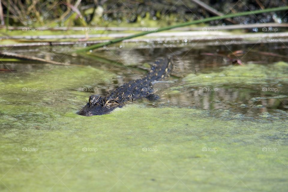 I see you watching me watching you